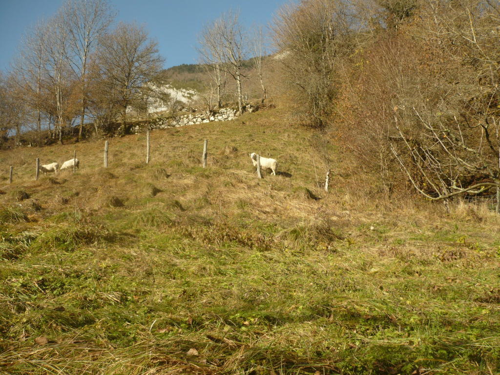 La Chouette A L'Heure Du Pinson Bed and Breakfast Saint-Pierre-d'Entremont  Exterior foto